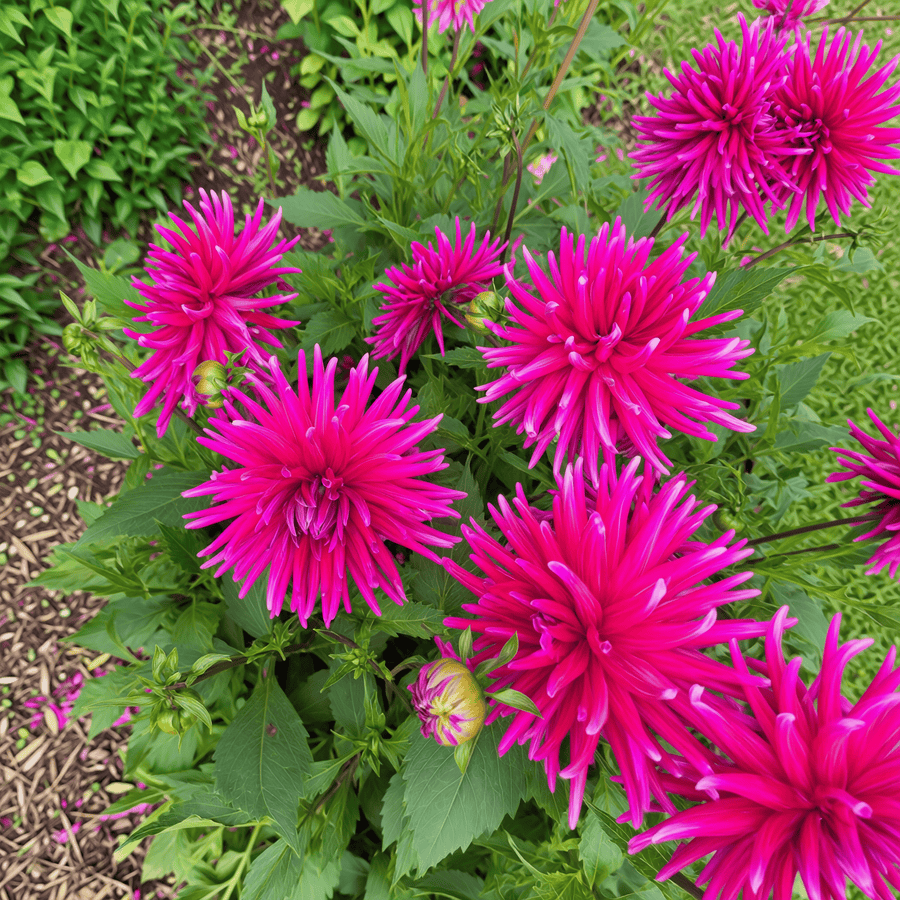 Dahlie 'Purple Gem'