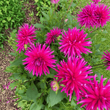 Dahlie 'Purple Gem'