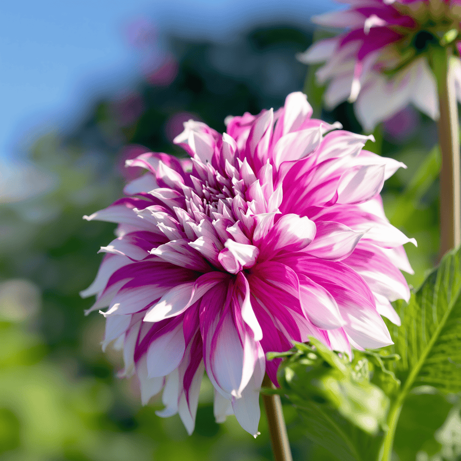 Dahlia Radegast