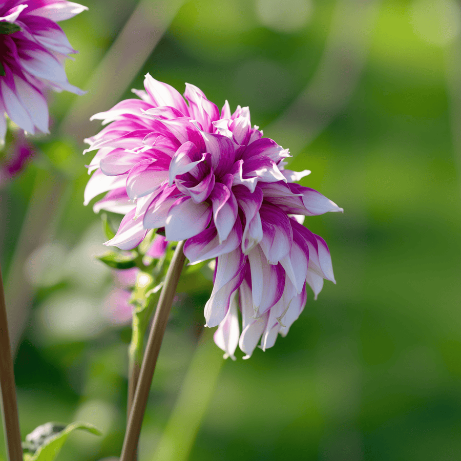 Dahlia Radegast