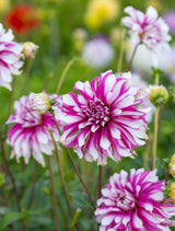 Dahlia Radegast