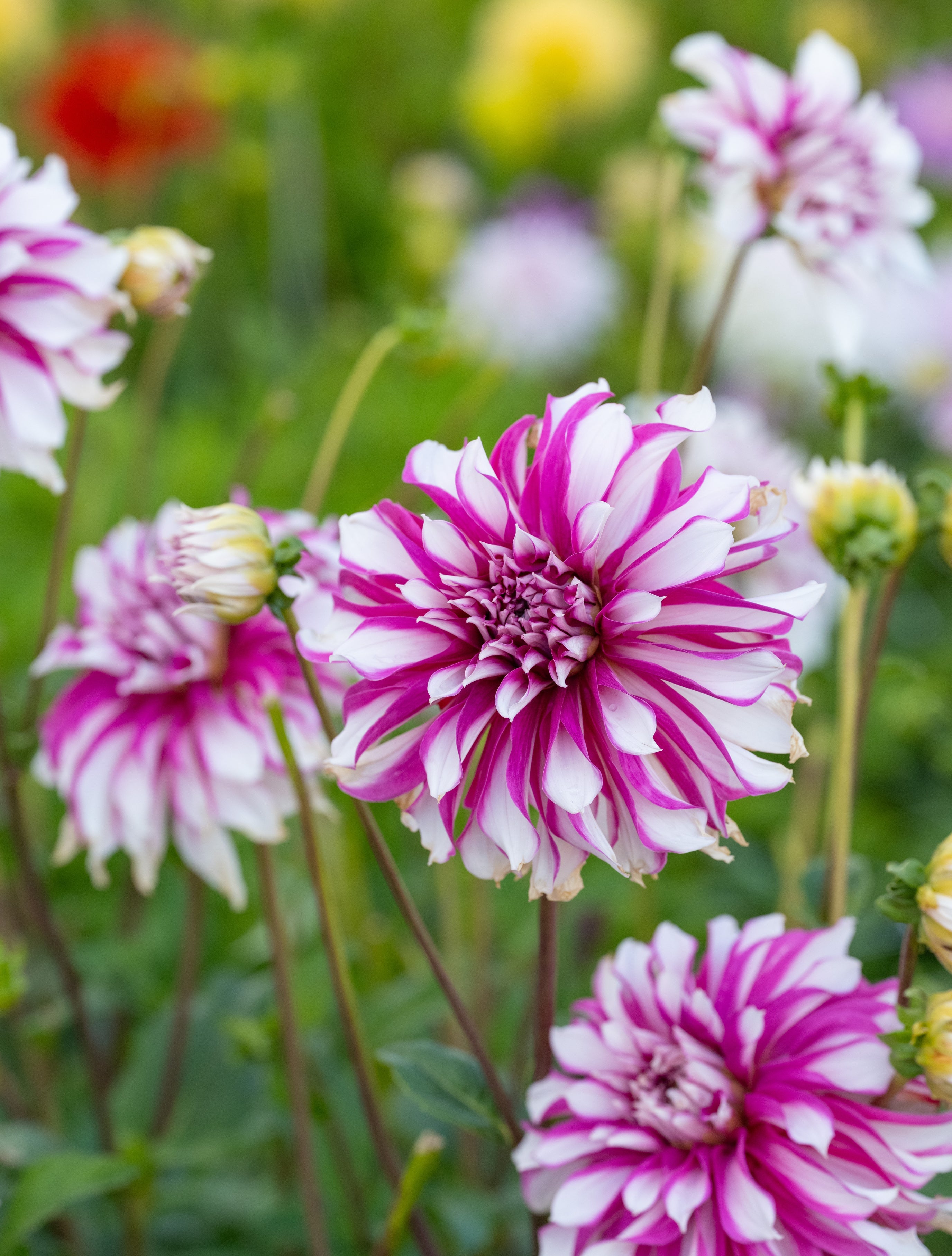 Dahlia Radegast