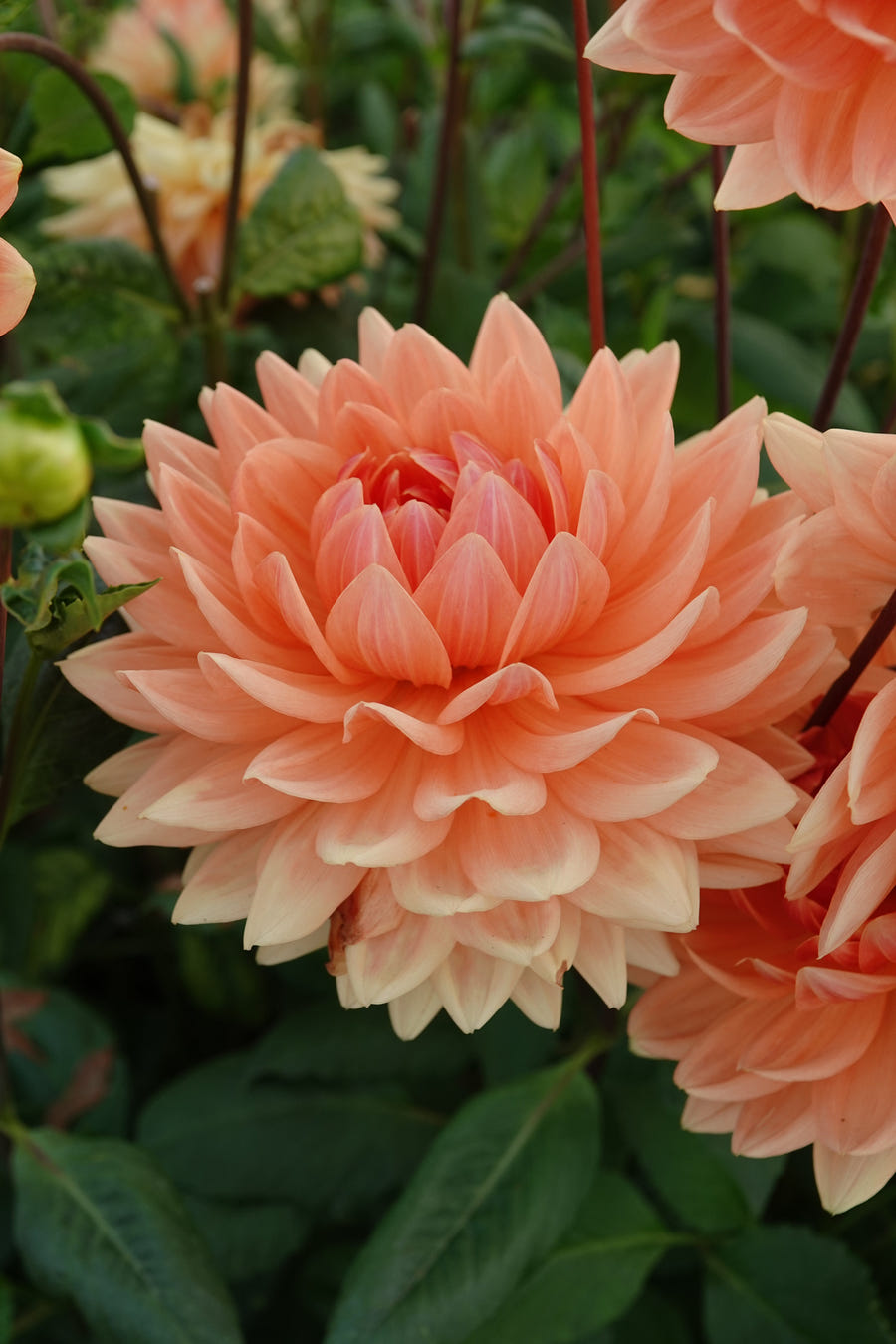 Dahlia Rancho
