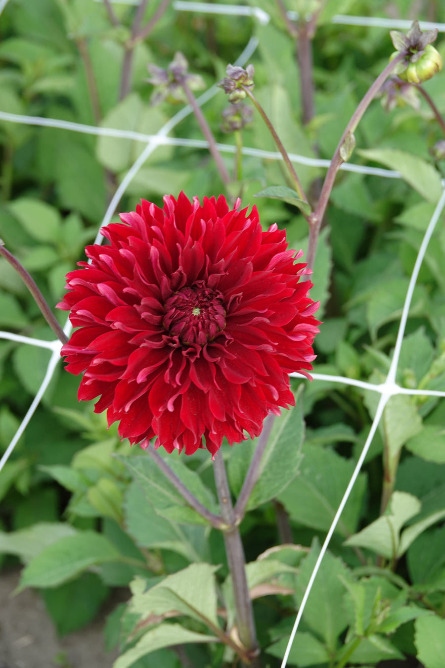 Dahlie Red Fubuki