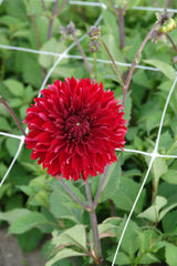 Dahlie Red Fubuki