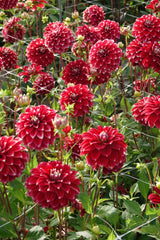 Dahlie Red Rock