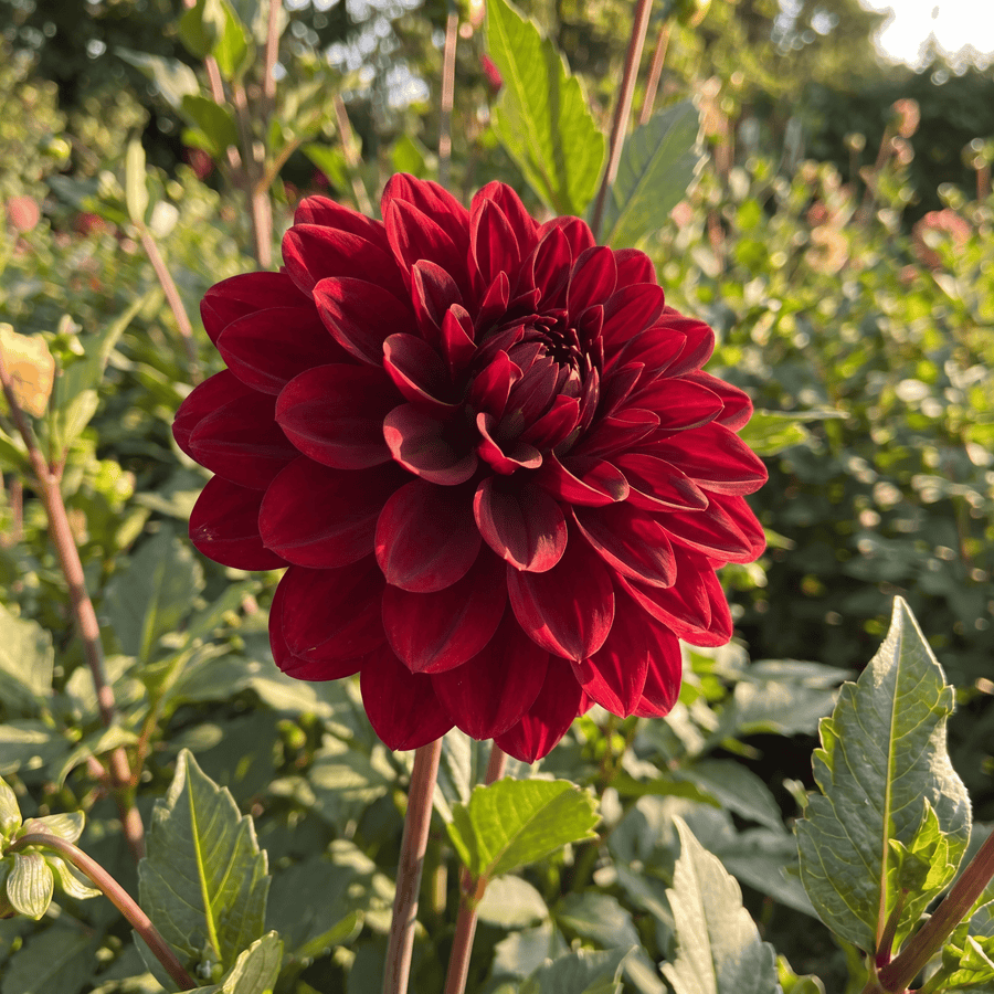 Dahlie Red Dark Wave