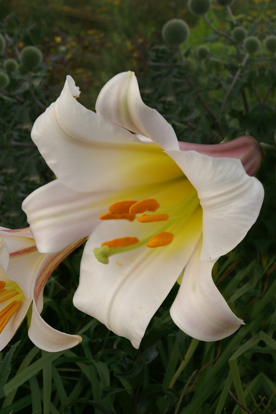 Lilium Regale