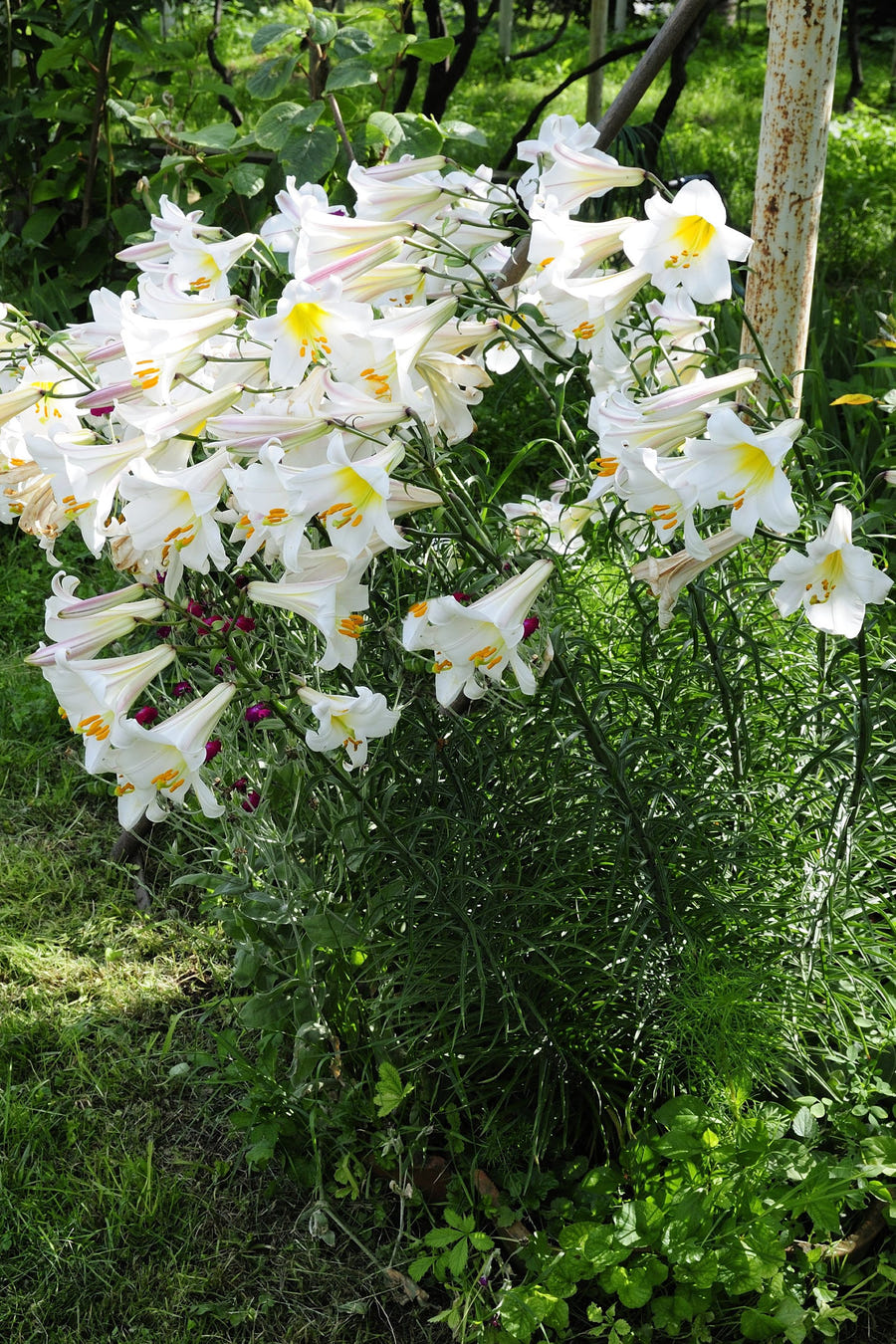 Lilium Regale