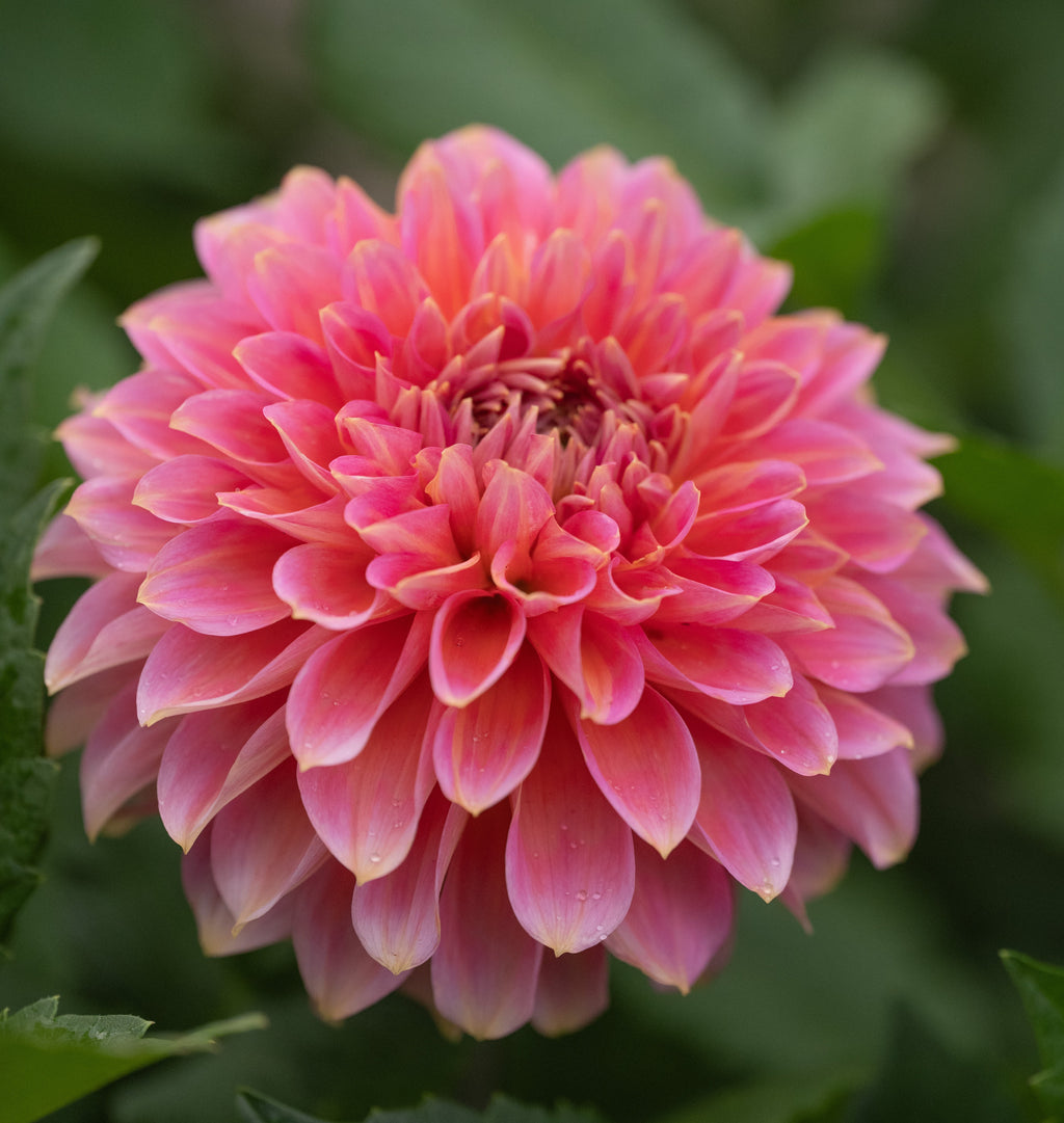 Dahlia Rina Bredie