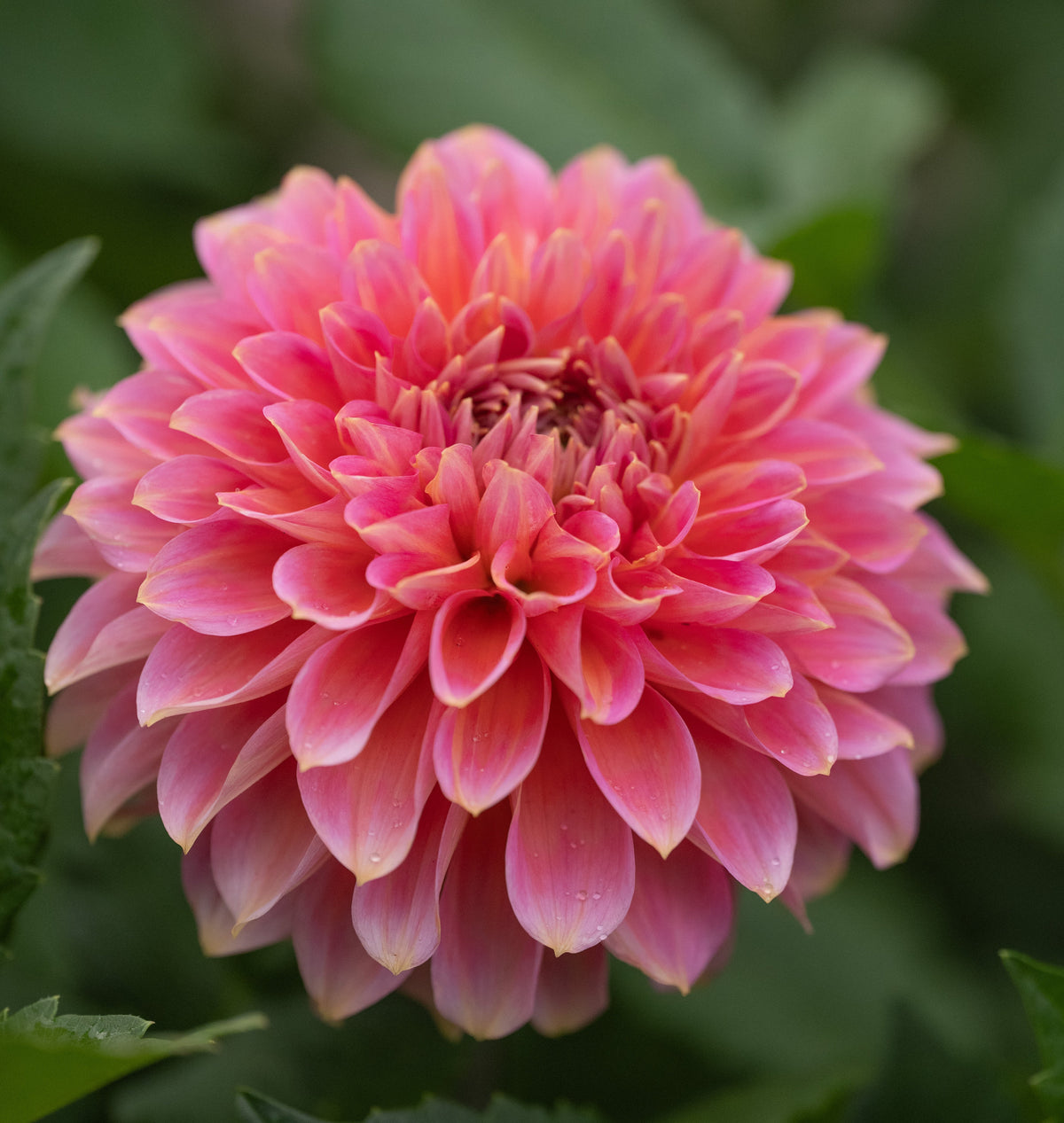 Dahlia Rina Bredie