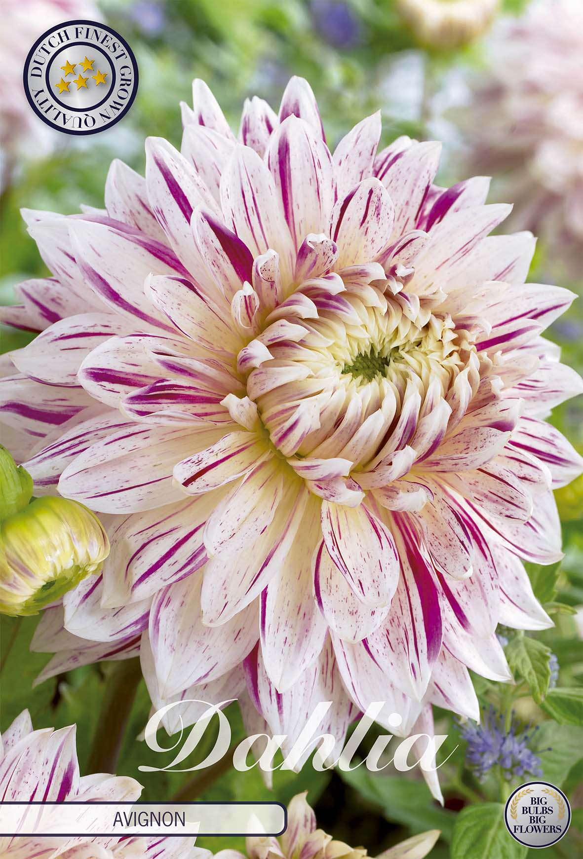 Dahlie Avignon