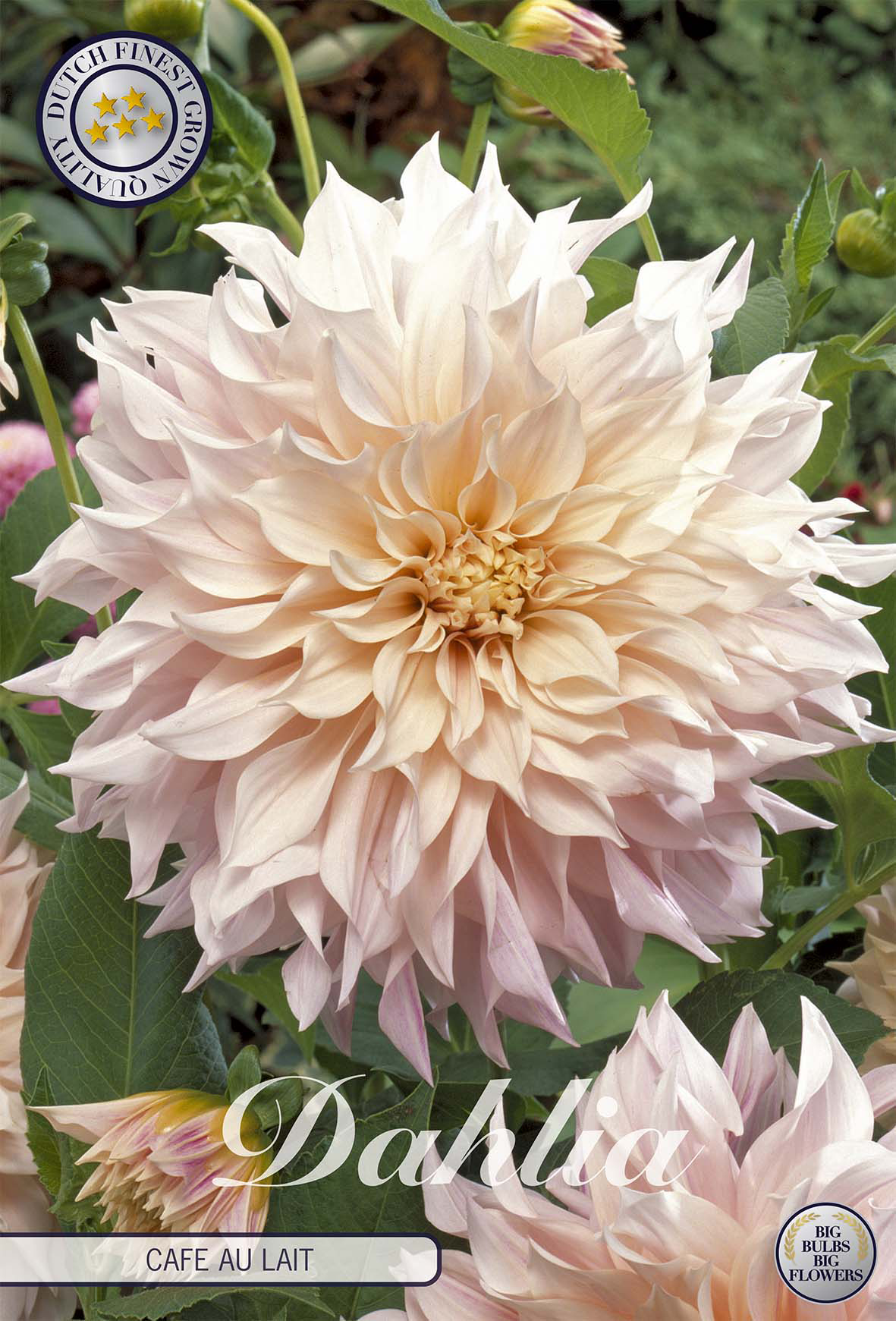 Dahlie Cafe au Lait