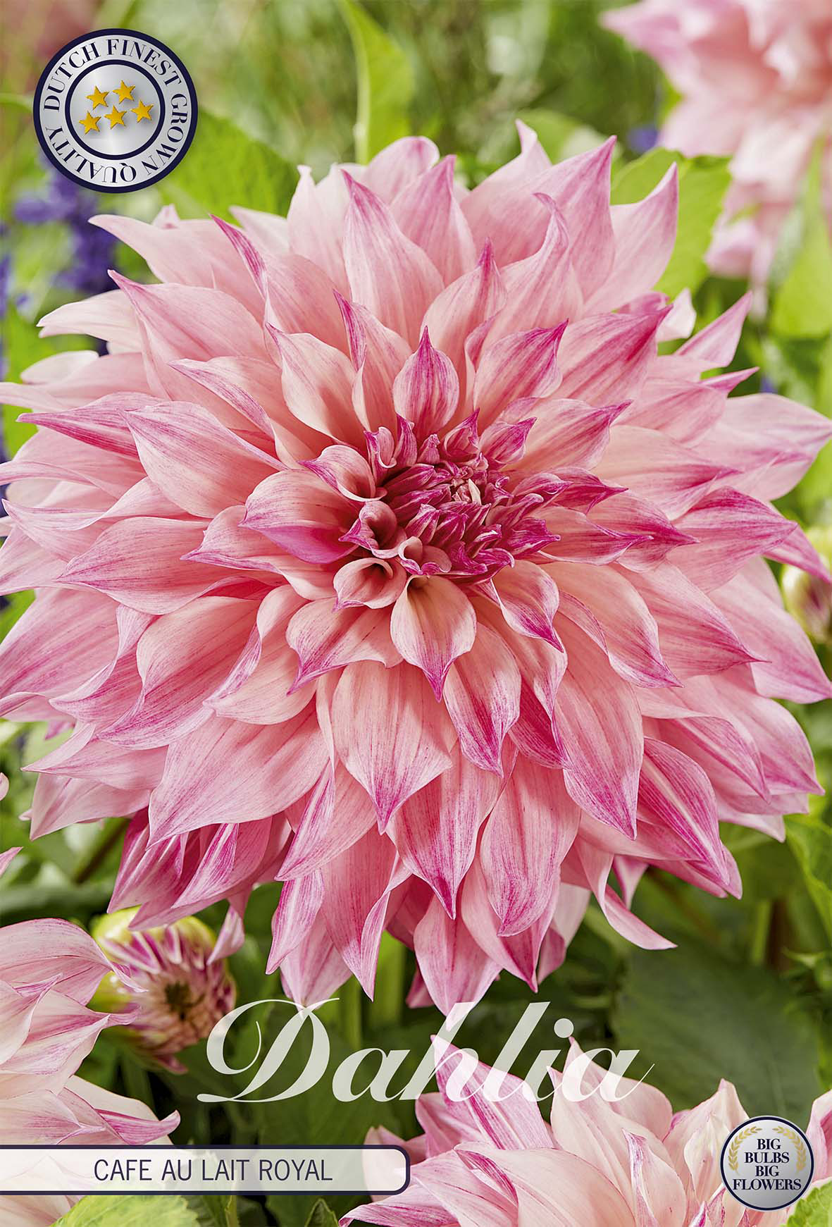 Dahlie Café au Lait Royal