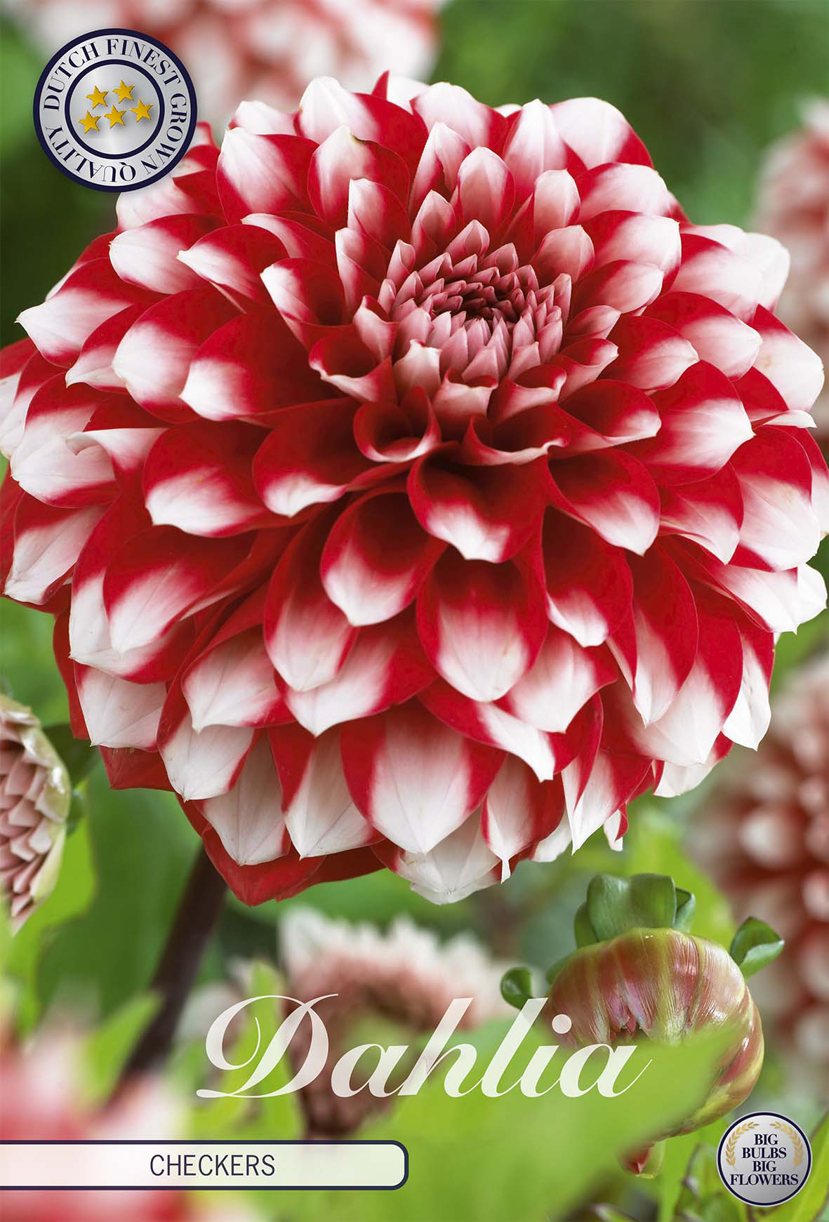Dahlia Schachbrett