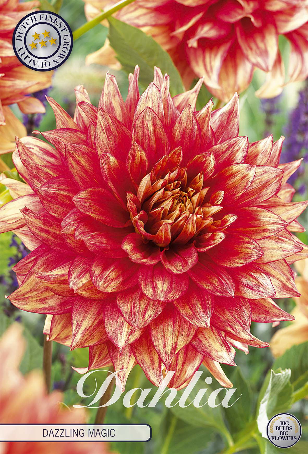 Dahlie Dazzling Magic