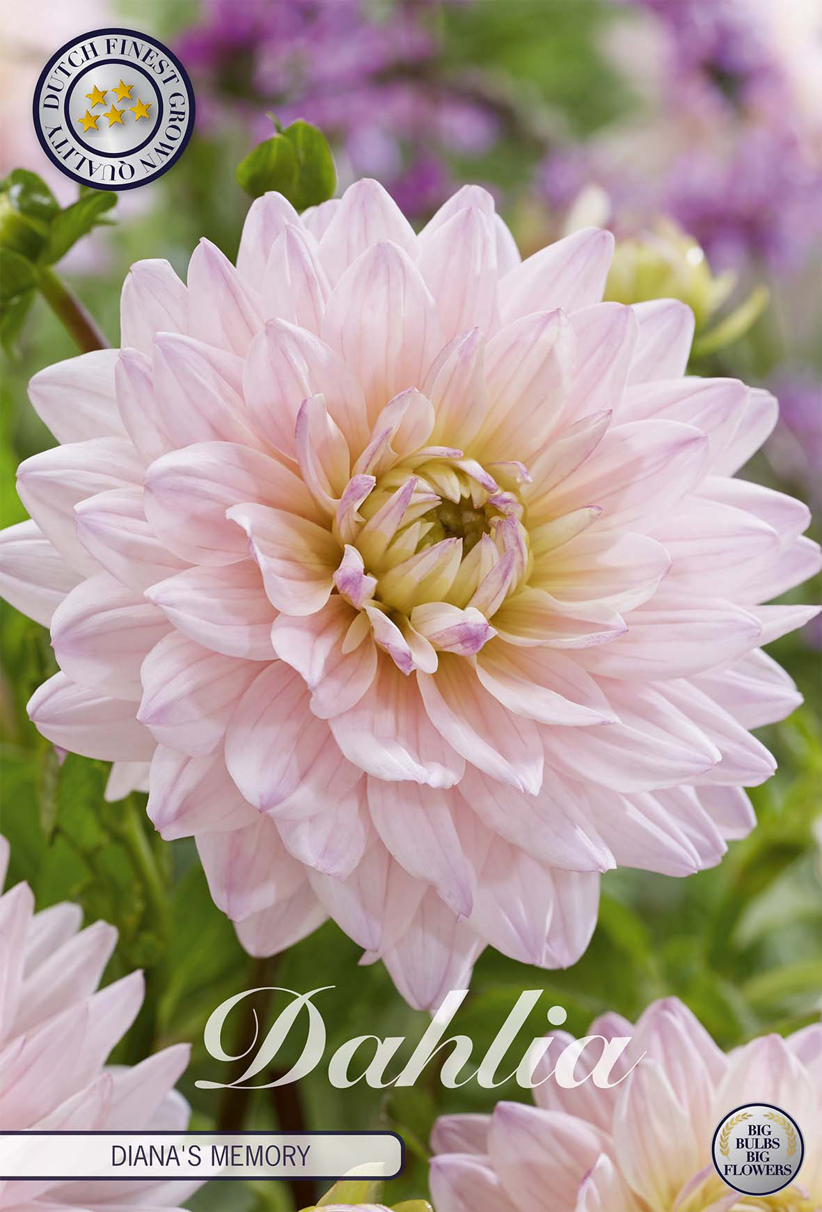 Dahlie Diana's Memory