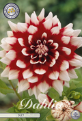Dahlien-Duett