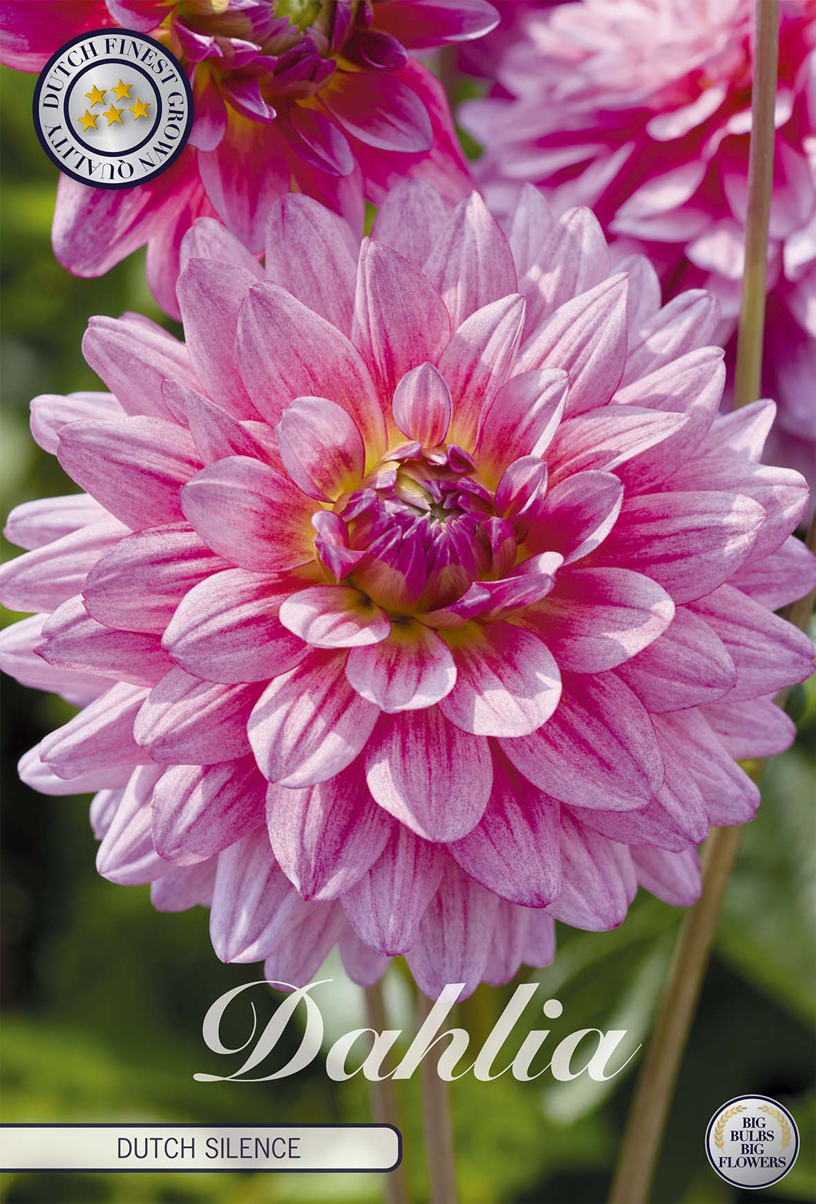 Dahlie Dutch Silence