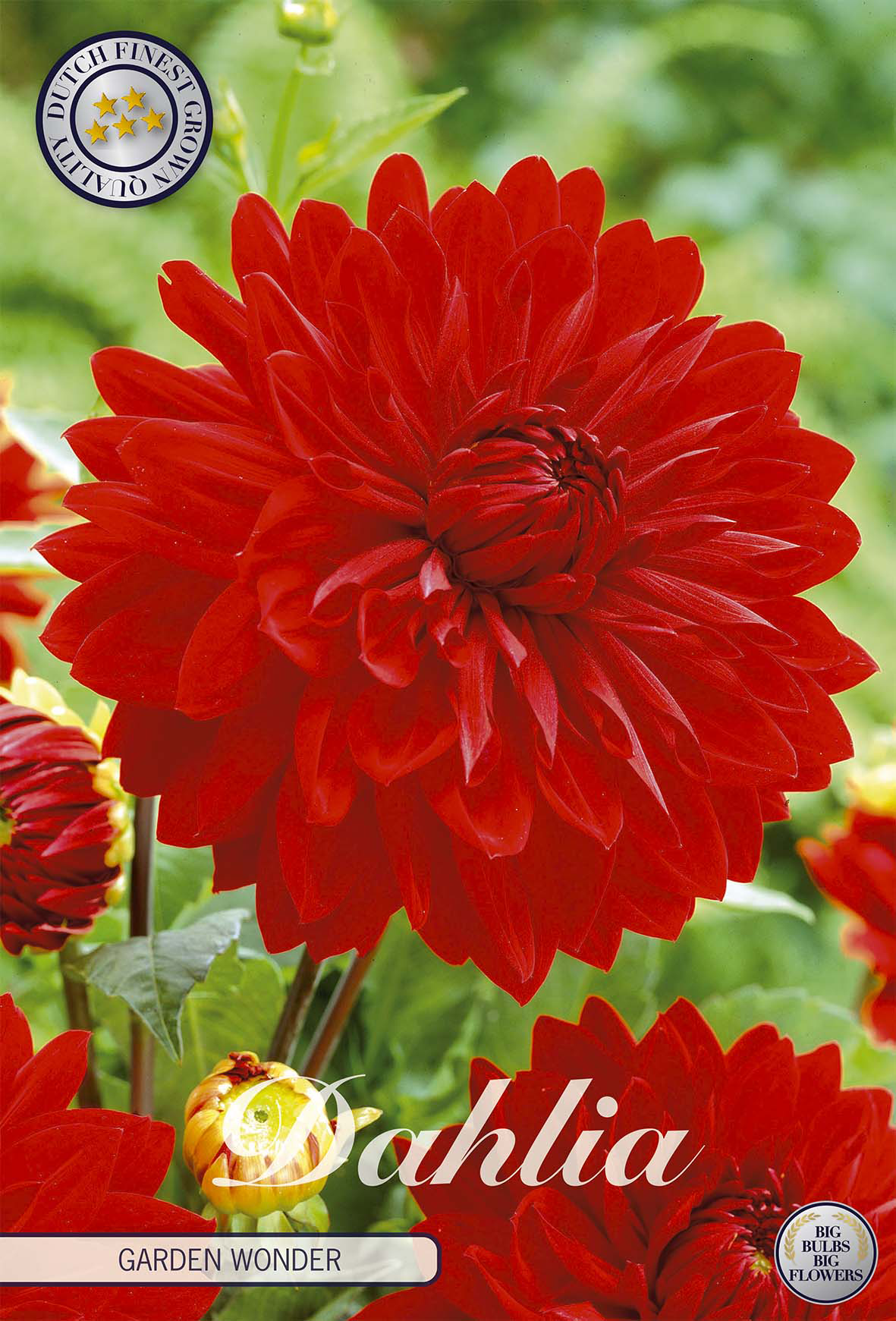 Dahlie Garden Wonder