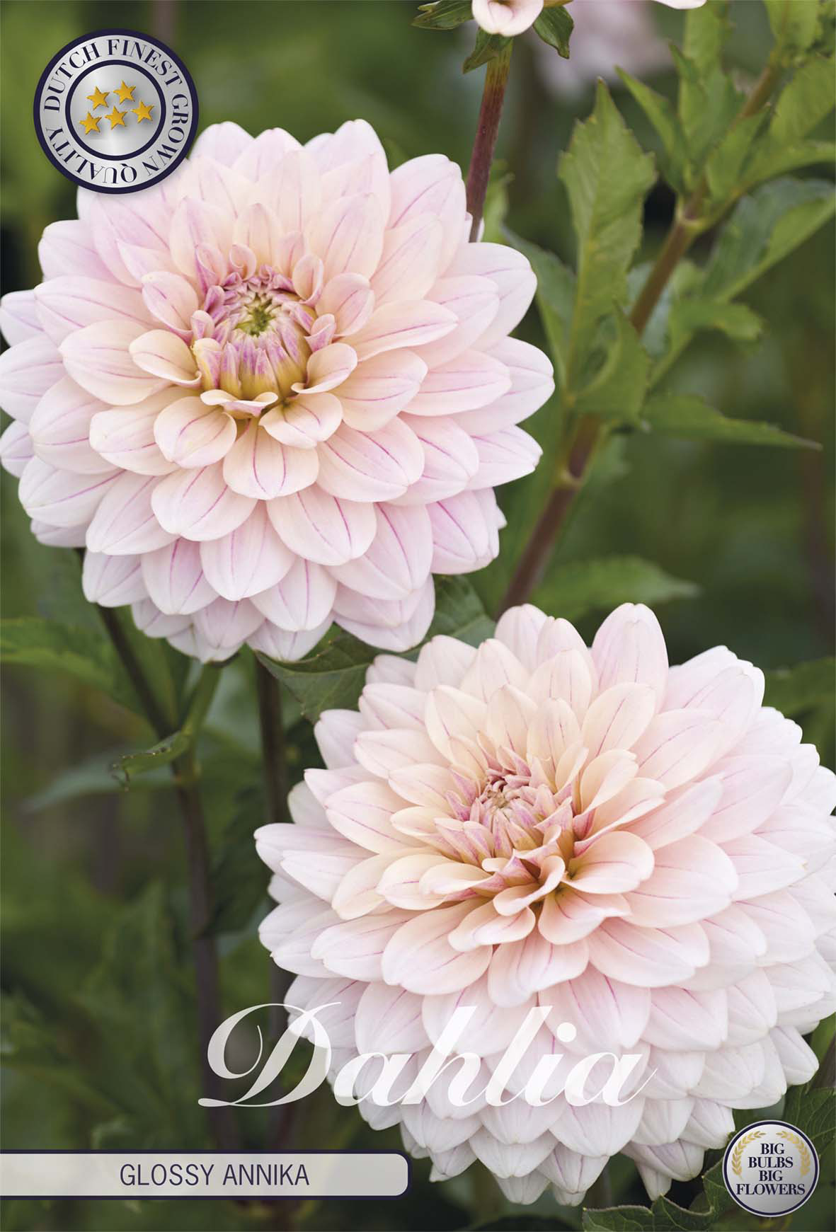 Dahlia Glossy Annika