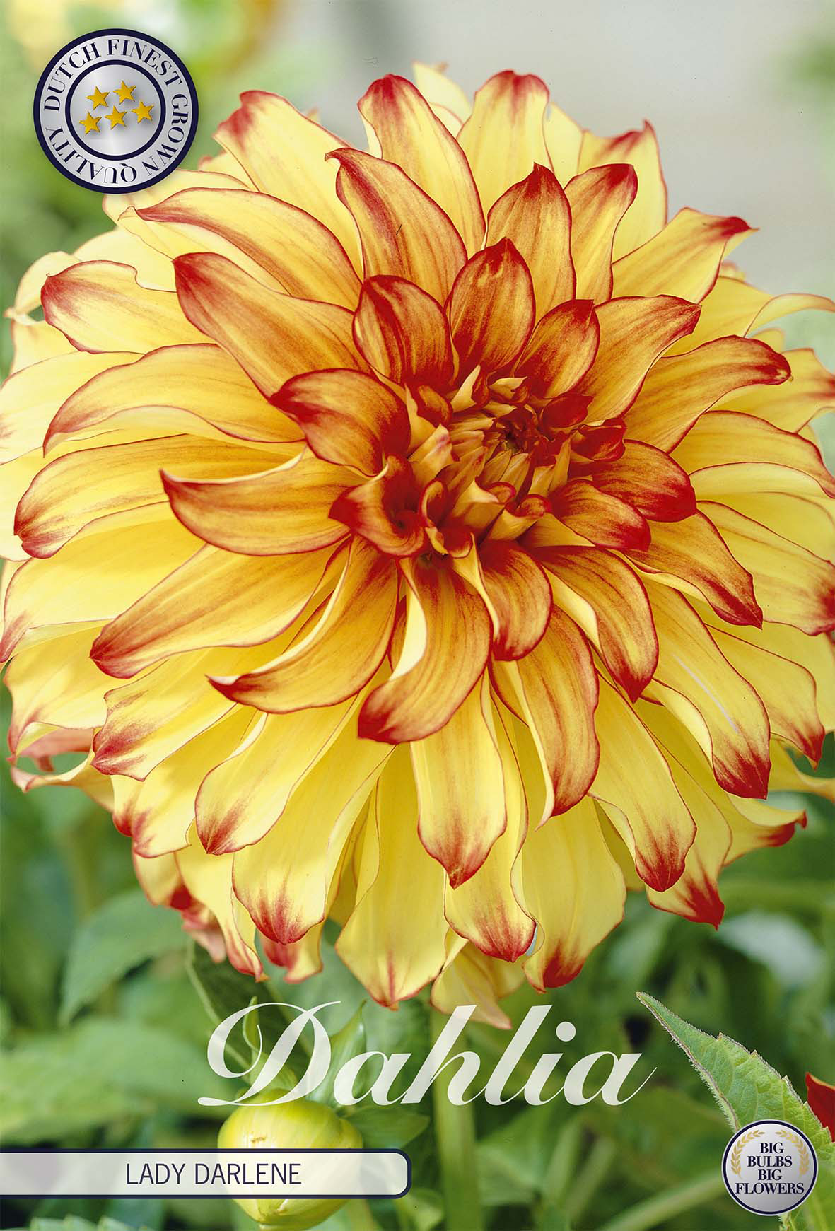 Dahlie Lady Darlene
