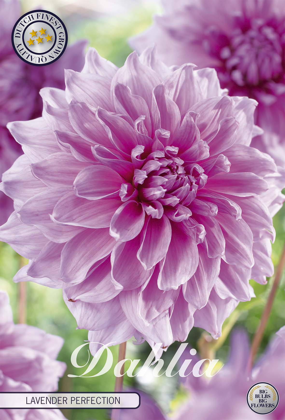 Dahlie Lavender Perfection