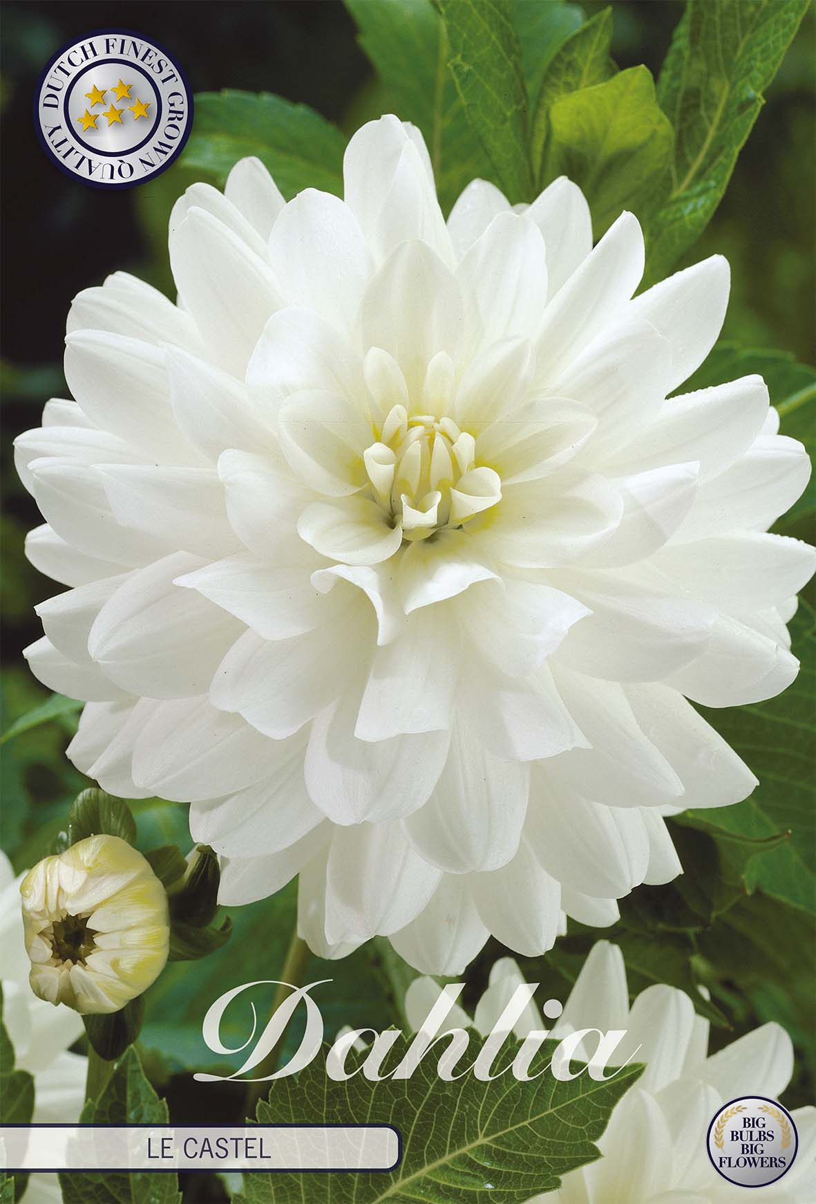 Dahlia Le Castle