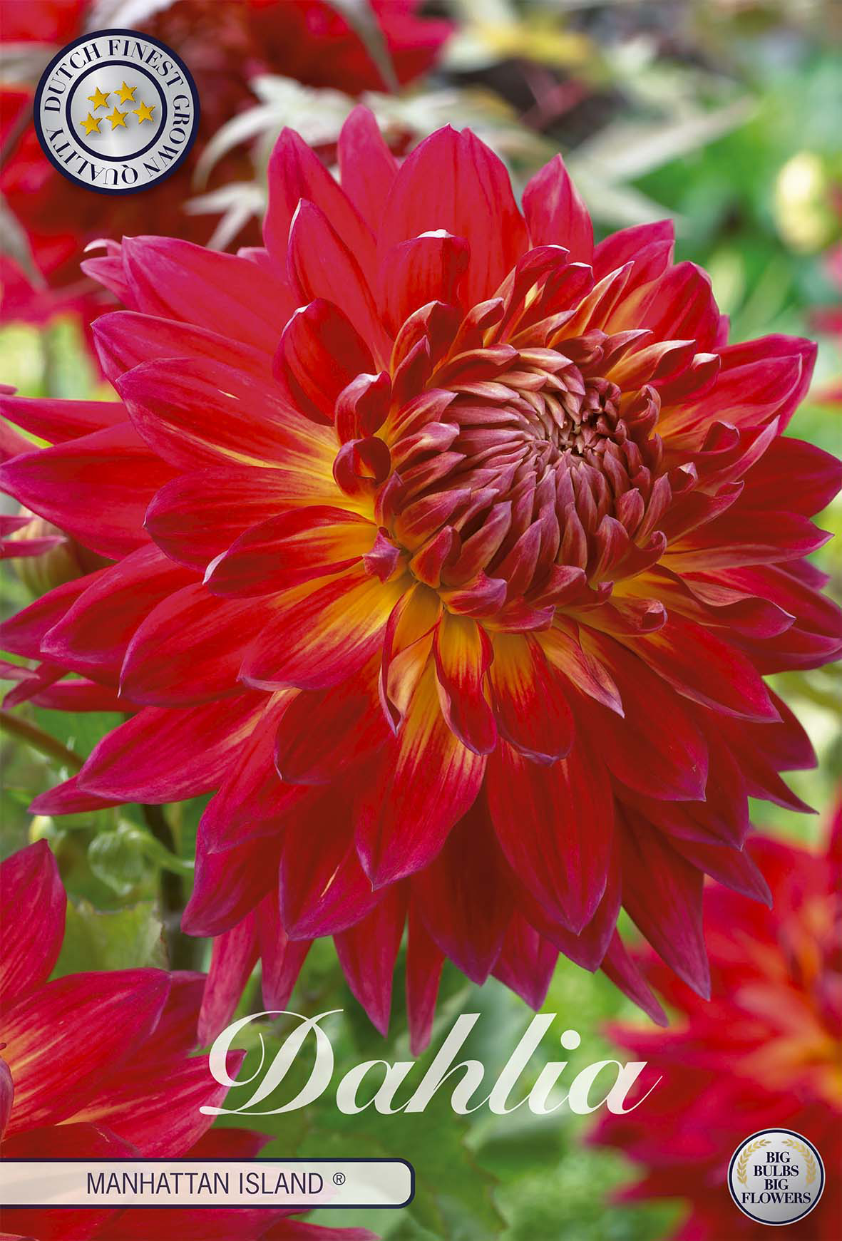 Dahlie Manhattan Island