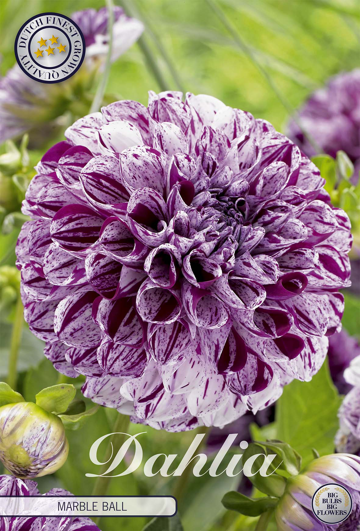 Dahlie 'Marble Ball'