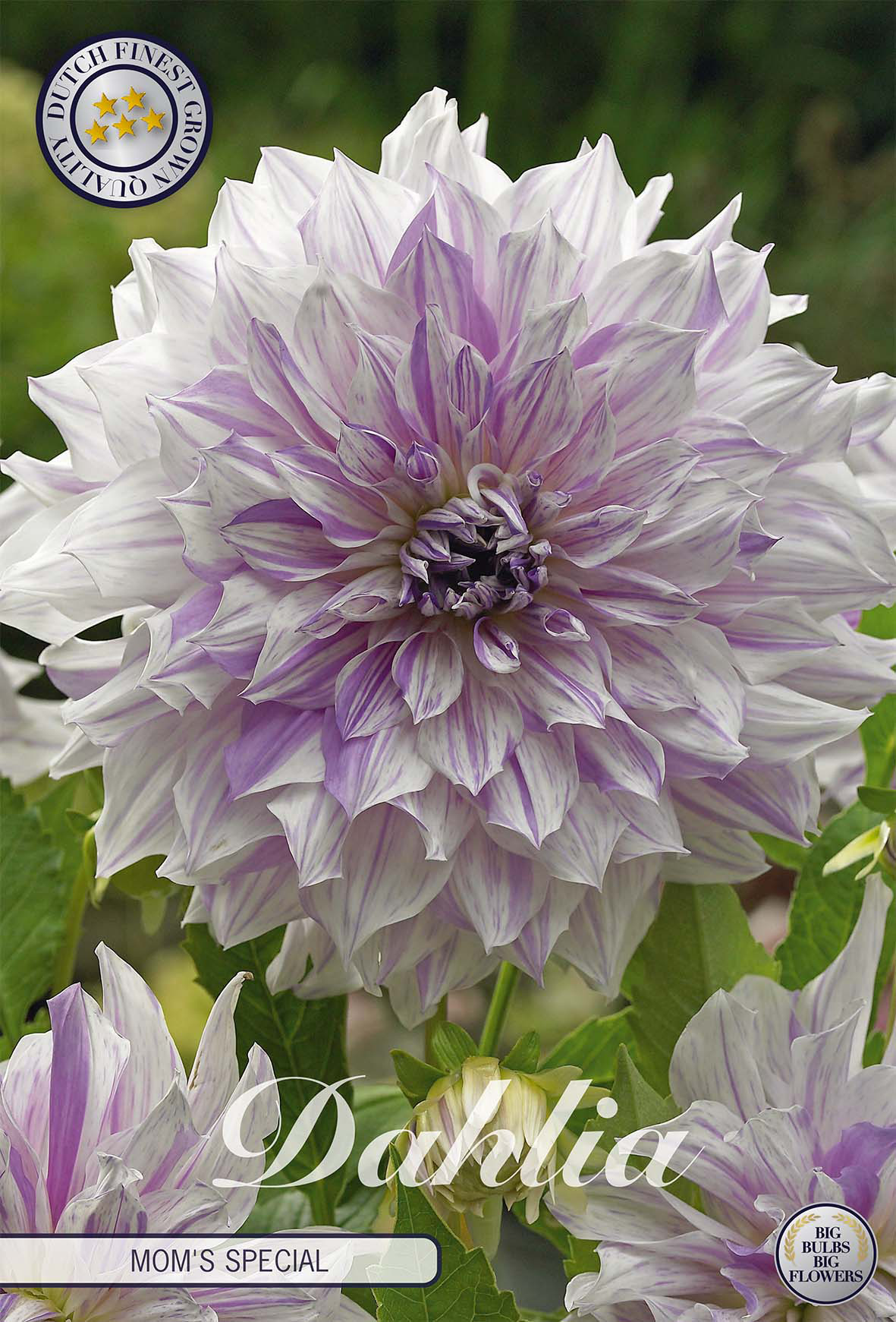 Dahlie Mom's Special