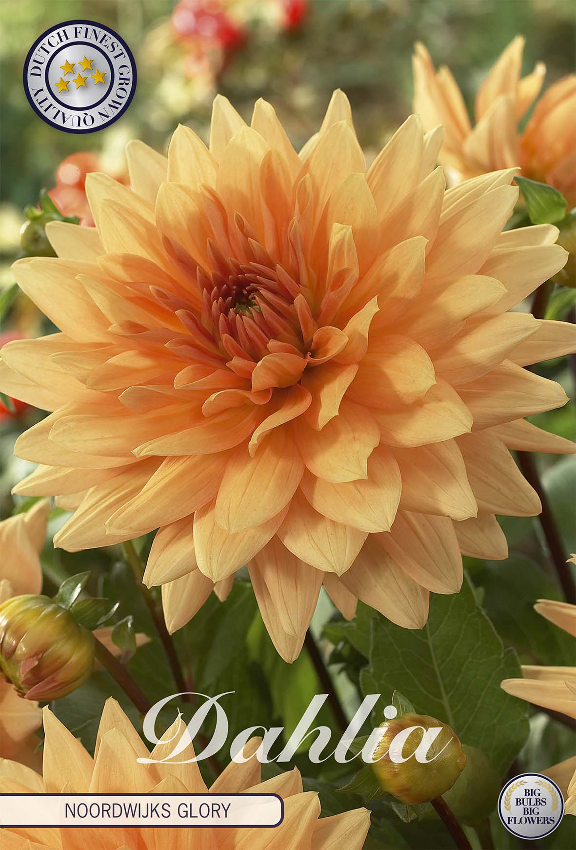 Dahlie 'Noordwijks Glory'