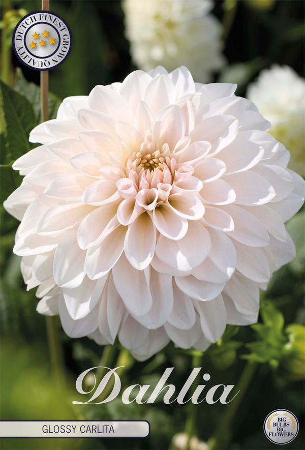 Dahlia Glossy Carlita