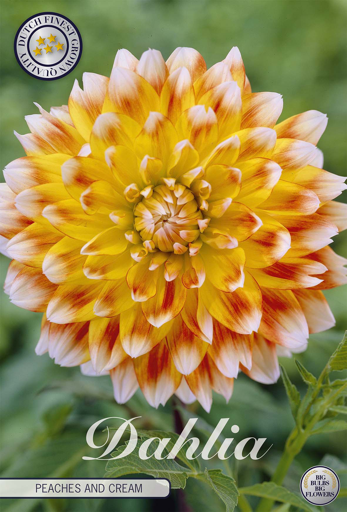 Dahlie Peaches and Cream