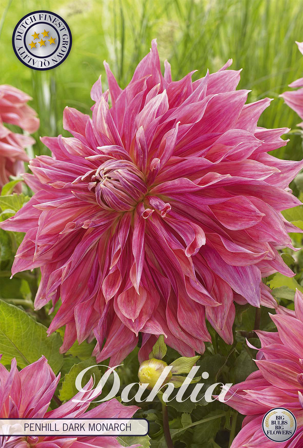 Dahlie Penhill Dark Monarch