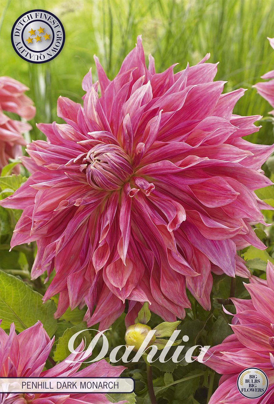Dahlie Penhill Dark Monarch