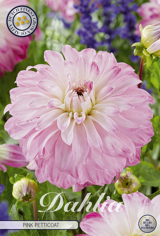 Dahlia Rosa Petticoat