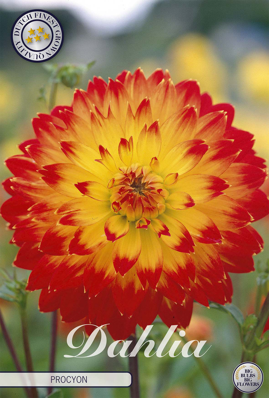 Dahlia Procyon