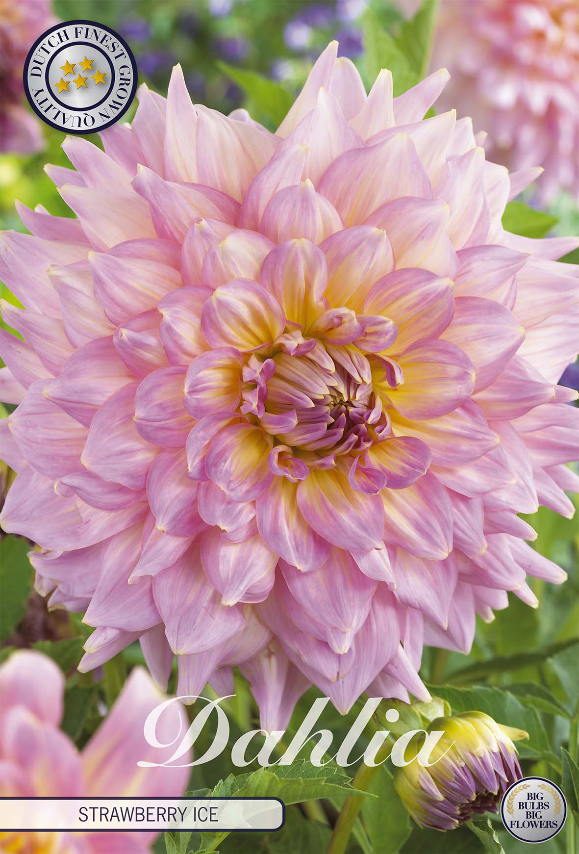 Dahlie 'Strawberry Ice'