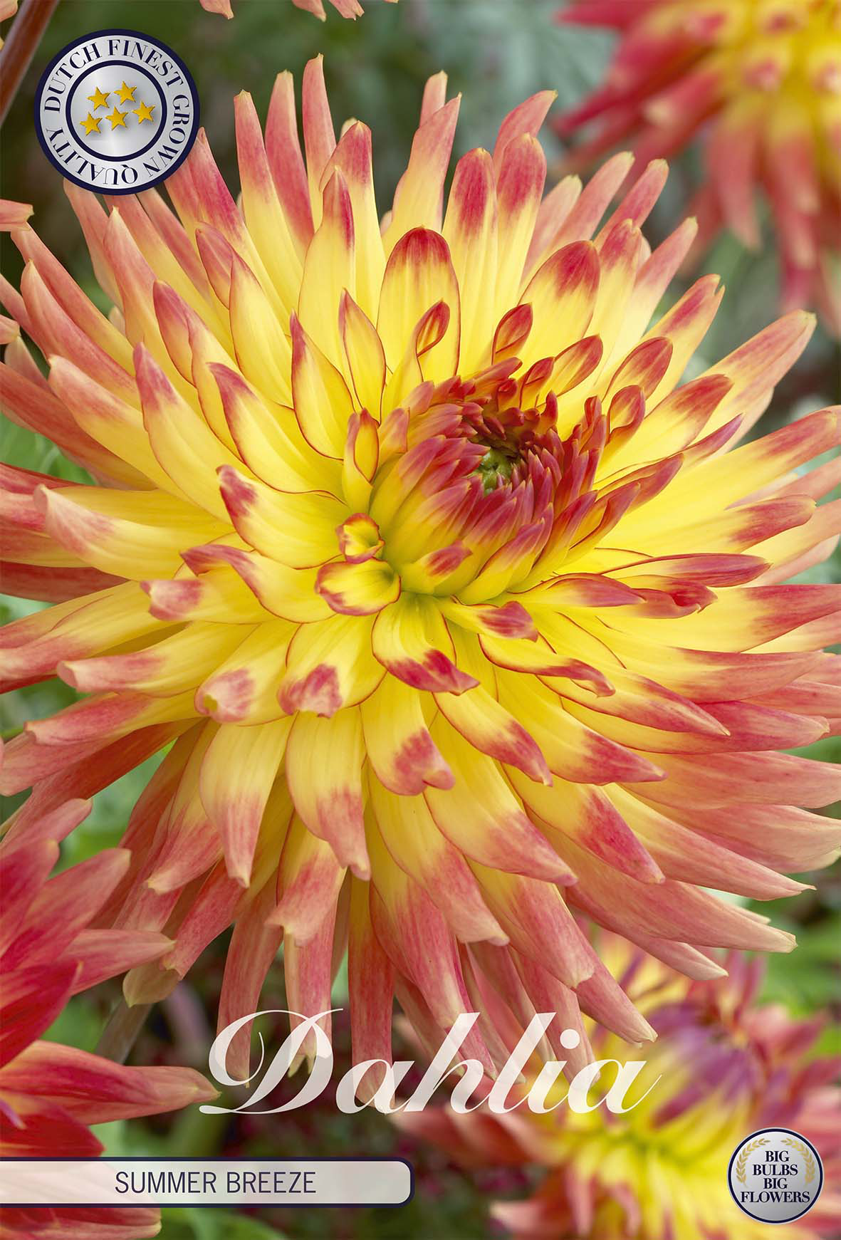 Dahlie Summer Breeze
