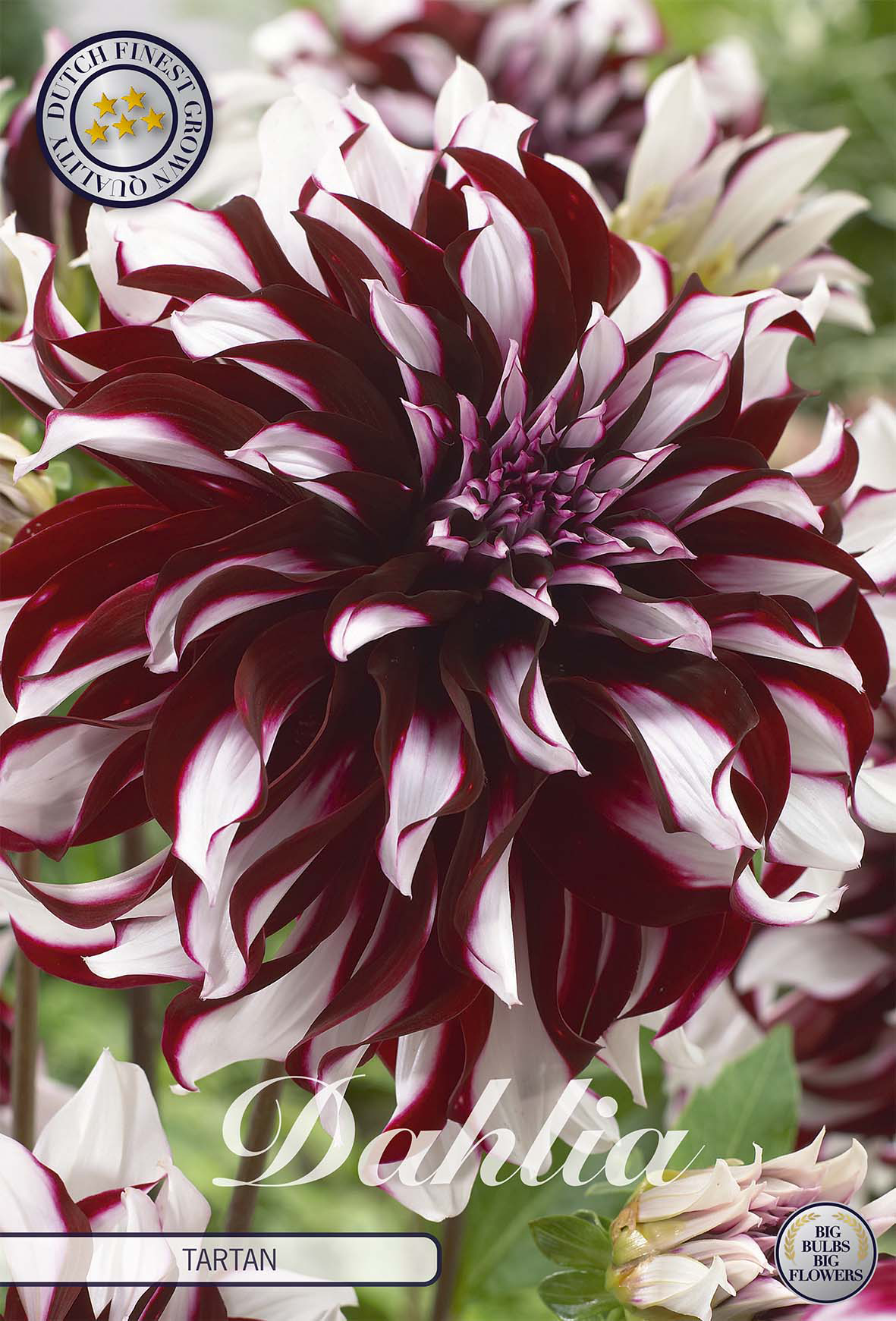 Dahlia-Tartan