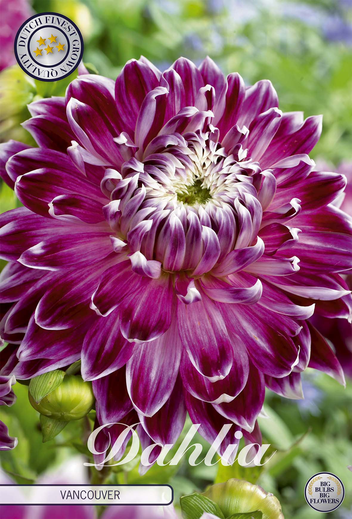 Dahlie Vancouver