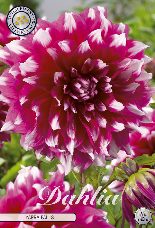 Dahlia Yarra Falls