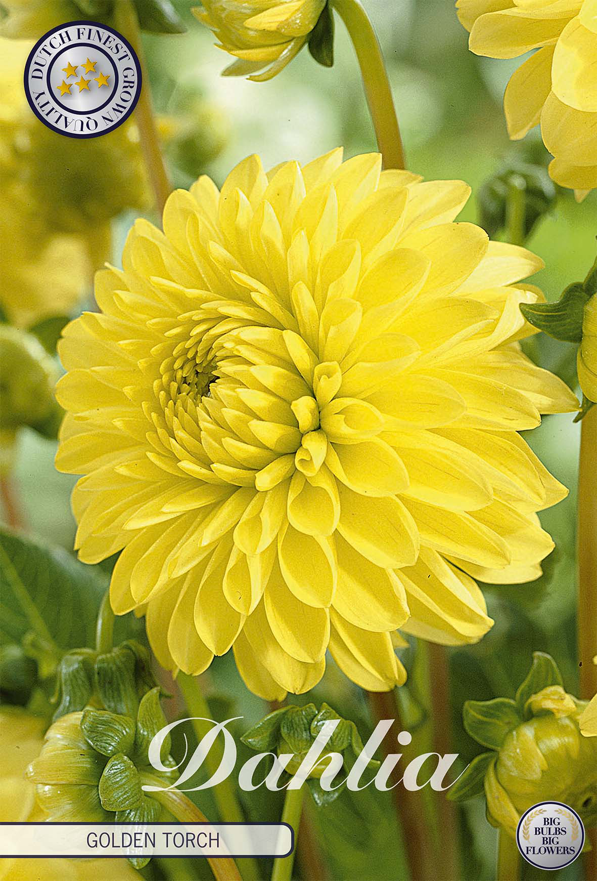 Dahlie Golden Torch