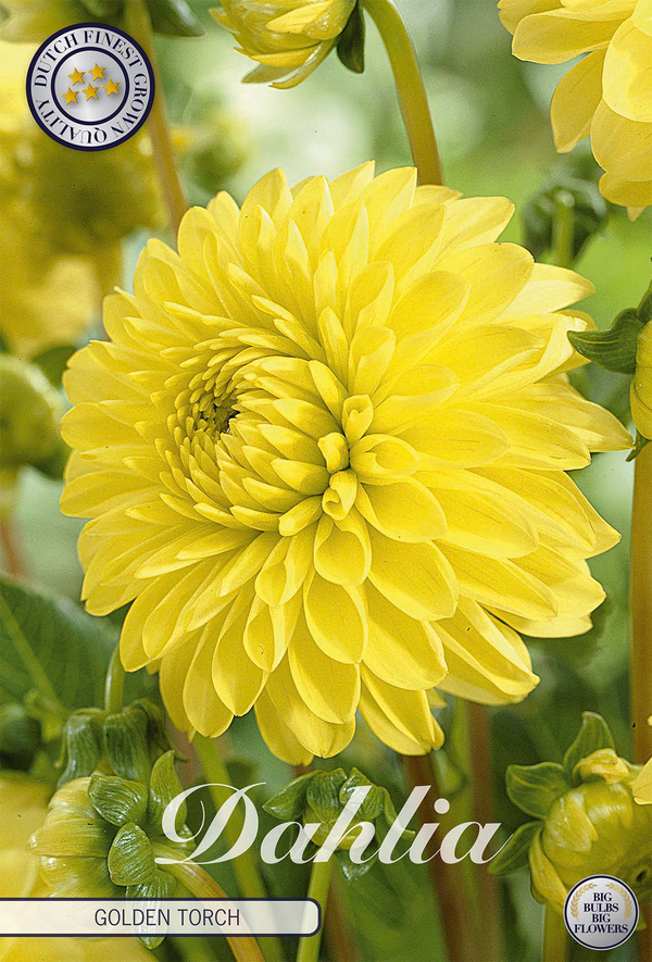 Dahlie Golden Torch