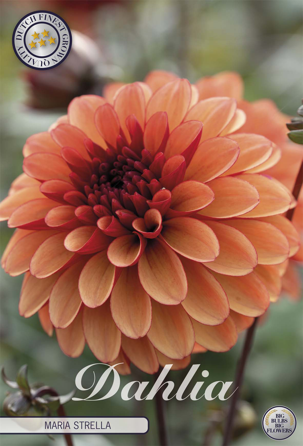 Dahlia Maria Strella