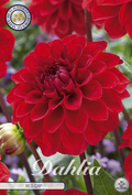 Dahlie Red Cap