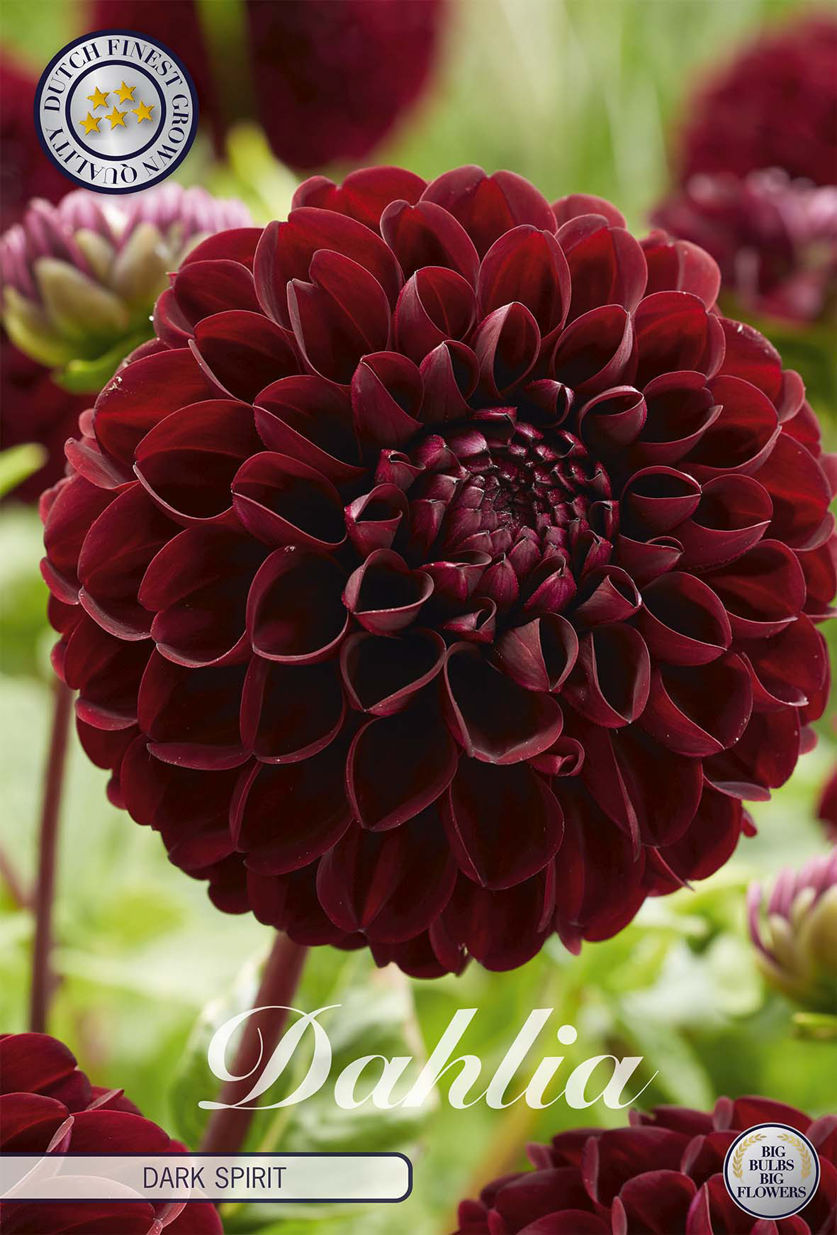 Dahlia 'Dark Spirit'