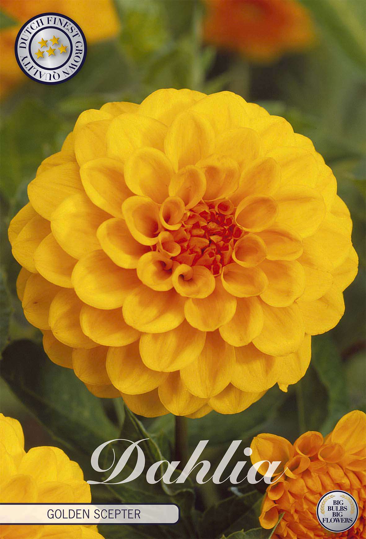 Dahlie Golden Scepter