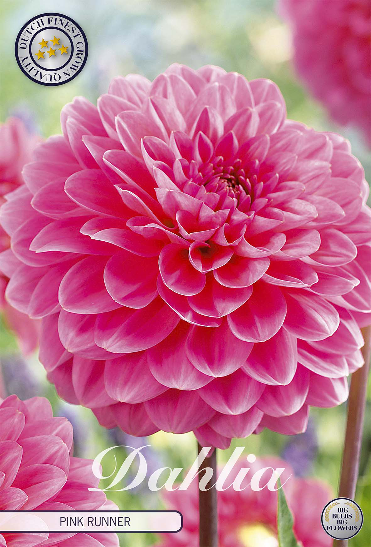 Dahlie Pink Runner